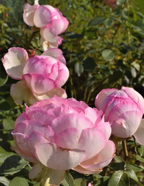 Роза чайно-гибридная Оноре де Бальзак 1 шт